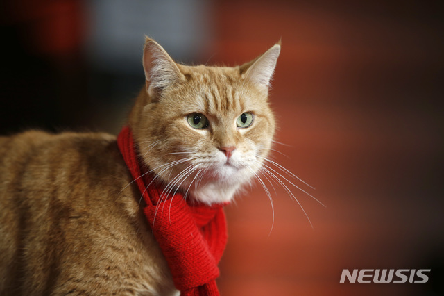 [런던=AP/뉴시스]길거리 고양이 '밥'을 입양해 새로운 삶을 살게 된 마약 중독자 제임스 보웬의 실화를 담은 영화 '내 어깨 위 고양이, 밥'(A Street Cat Named Bob)에 출연했던 고양이 '밥'. 사진은 기사와 무관하다. 2020.06.17.