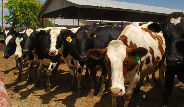 미국 텍사스주를 비롯한 8개주 낙농장에서 젖소가 고병원성 AI에 감염되는 사례가 발생했다. 사진은 미국 낙농장 젖소의 모습. USDA