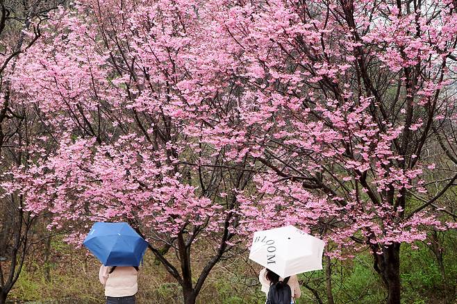 ◇불명산 자락에 있는 화암사는 야상화  얼레지를 비롯해 다양한 봄꽃을 볼 수 있는 곳이다. 사진제공=지엔씨21.