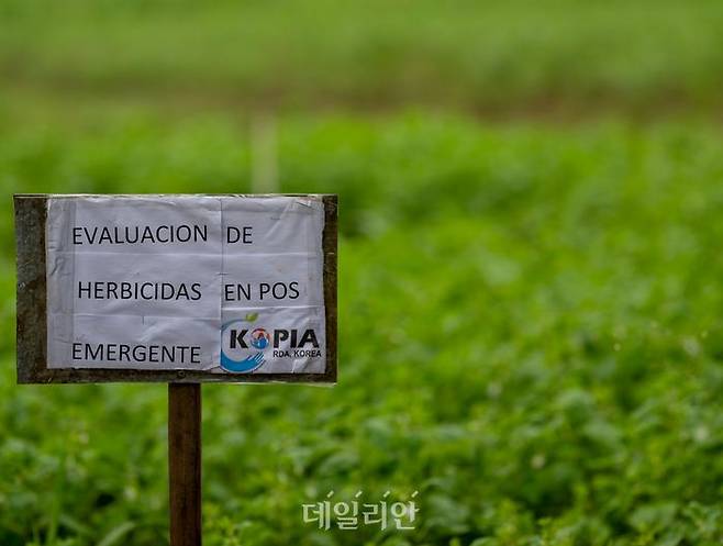 농촌진흥청에서 추진하는 해외농업기술개발사업(KOPIA)이 22개국에서 한국 농업기술의 우수성을 알리는데 혼신을 다하고 있다. 개도국의 식량난 해결이라는 대승적 목표를 달성하기 위해 척박한 환경에서 구슬땀을 흘리는 코피아 센터 직원들이야 말로 진정한 '농업외교'의 산물이다. ⓒ데일리안 배군득 기자