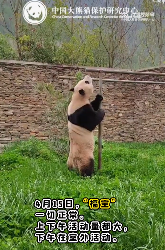 푸바오가 서 있는 모습. 중국판다보호연구센터 웨이보 캡처