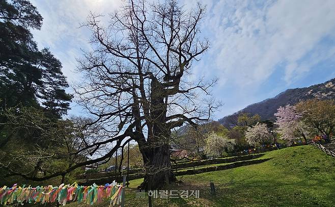 영국사의 상징 수령 천년의 은행나무. 천연기념물로 지정돼 있다.