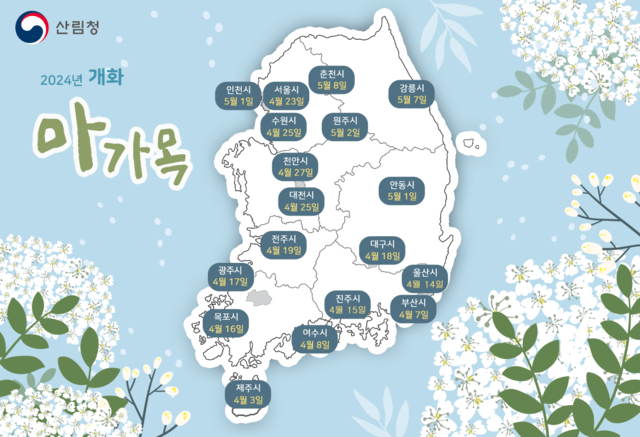 2024년 마가목 개화 시기 예측지도. 산림청