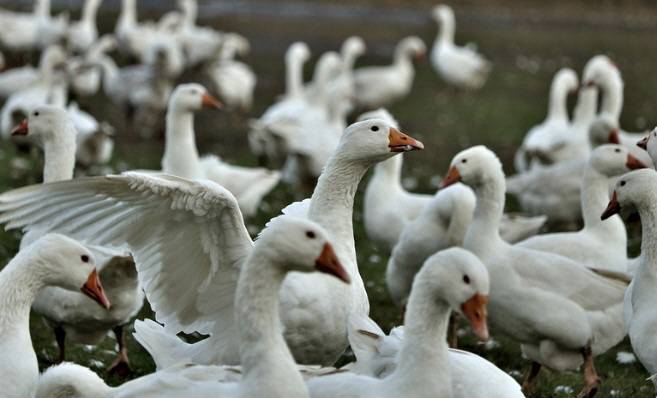 자료사진 출처=픽사베이