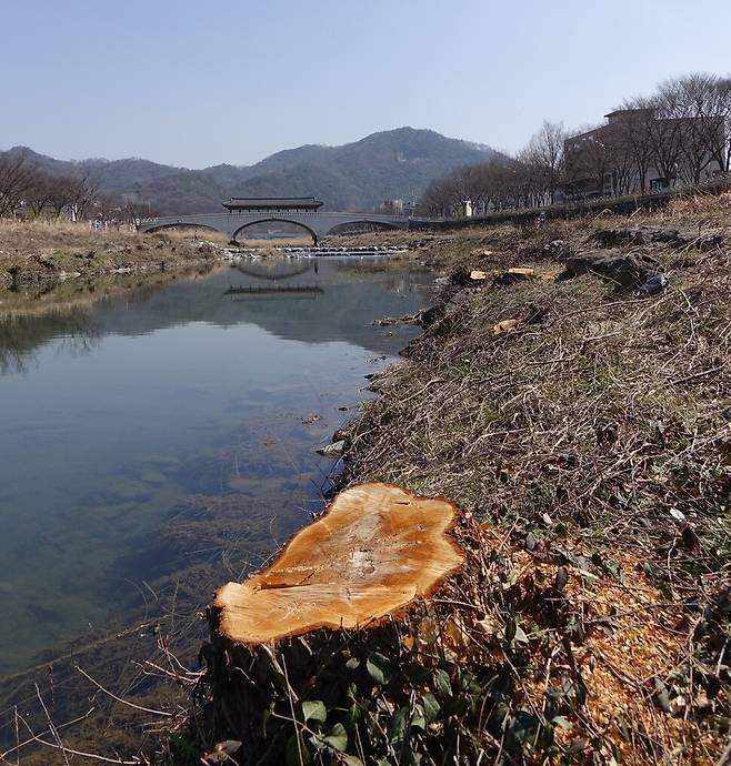 2024년 3월15일, 보름 전 전주시가 베어낸 전주천 남천교 주변 버드나무 밑동 옆으로 톱밥이 쌓여 있다. 김양진 기자