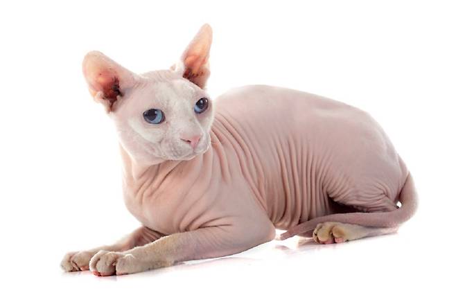 스핑크스 고양이 등 헤어리스 품종은 털이 없는 대신 피지 분비량이 많아 오히려 관리가 힘들 수 있다./사진=클립아트코리아