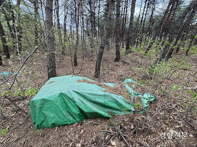경북 포항시 정천리의 한 야산에서 소나무재선충병에 걸린 나무를 벌목한 후 줄기와 가지를 잘라 훈증 처리를 하고 있다. 주영재 기자