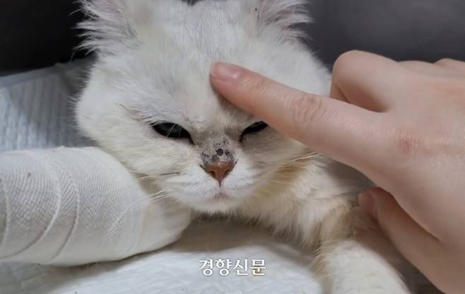 이른바 ‘볼드모트 사료’ 리스트에 오른 사료 중 하나를 일주일 가량 섭취한 후 병원치료를 받고 있는 B씨(33)의 고양이. B씨 제공