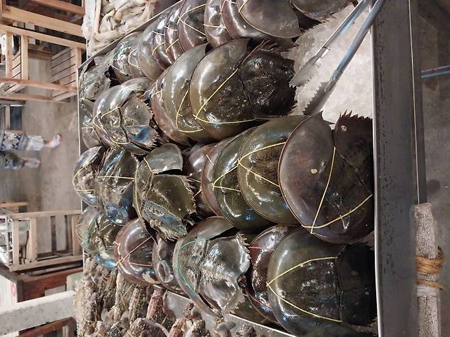 치앙라이 무카타 뷔페에 투구게가 쌓여 있다. 사진 이환주 기자.