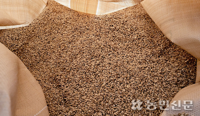올해 파종하기 위해 종자로 남겨둔 2023년산 가루쌀 볍씨 모습.