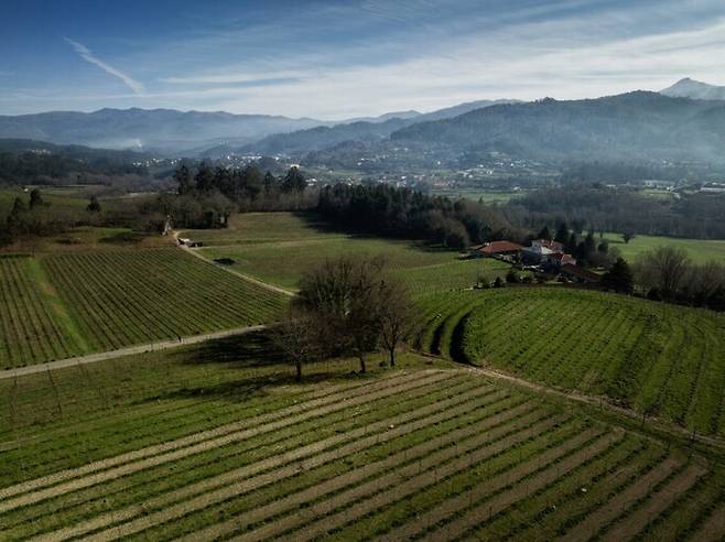 비뉴 베르데 포도밭 전경. 비뉴베르데와인재배협회