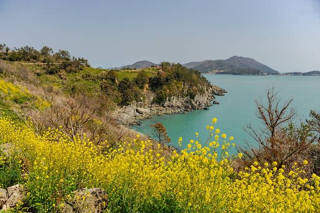 봄이면 마을 뒤편 시짓골을 온통 노랗게 물들이는 유채꽃