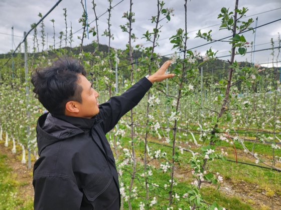 지난 22일 경북 청송군 주왕산면 지리에서 사과농장을 운영하고 있는 윤인섭 농장주가 사과꽃을 살펴보고 있다. 김정석 기자
