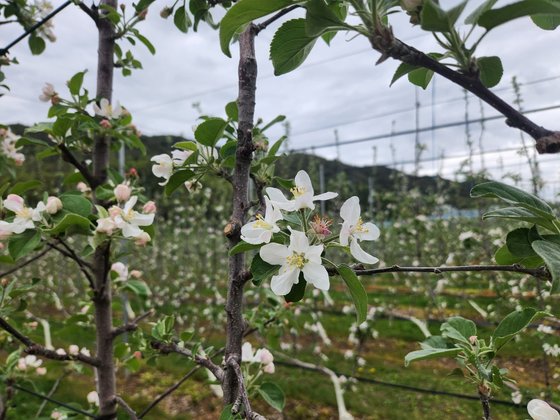 지난 22일 경북 청송군 주왕산면 지리에 위치한 사과밭에 사과꽃이 펴 있다. 김정석 기자