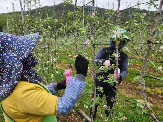 지난 22일 경북 청송군 주왕산면 지리에 위치한 사과밭에서 인부들이 사과꽃에 인공 수정 작업을 하고 있다. 김정석 기자