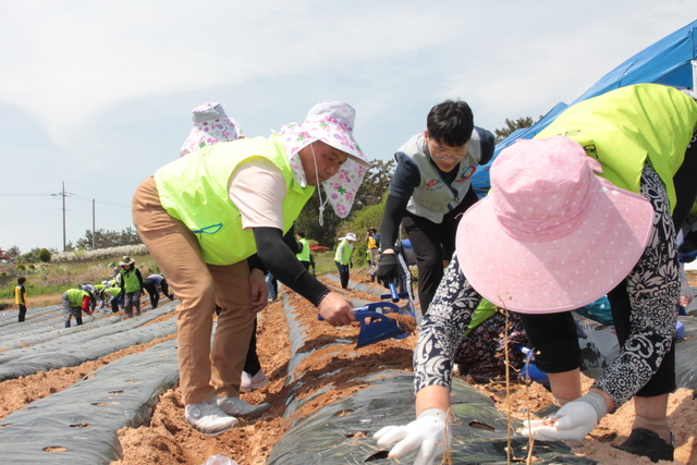 23일 김영일 전북농협본부장(왼쪽)과 한국도로공사 사회봉사단이 함께 힘을 모아 농가를 돕고자 땅콩을 심고 있다.