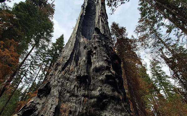 산불로 타고 남은 세쿼이아 나무. 사진 르네 보스.