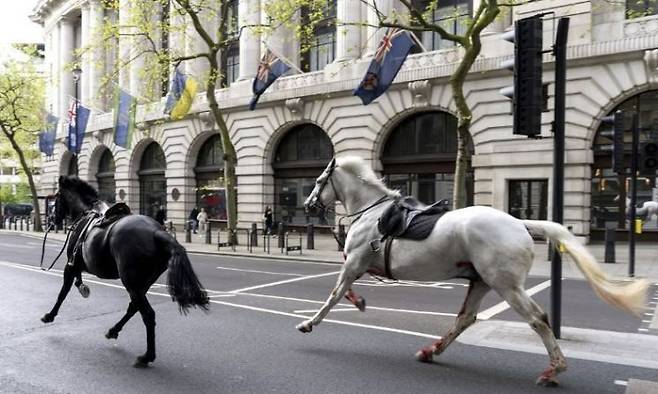24일(현지시간) 영국 도심 올드위치 인근 거리를 달리는 말 두 마리.[이미지출처=연합뉴스]