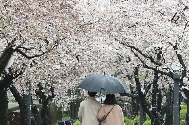 지난 3일 오후 대구 북구 대구시청 산격청사 앞 꽃보라동산에서 우산을 쓴 시민들 봄비에 젖은 벚꽃을 감상하며 산책하고 있다. /뉴스1