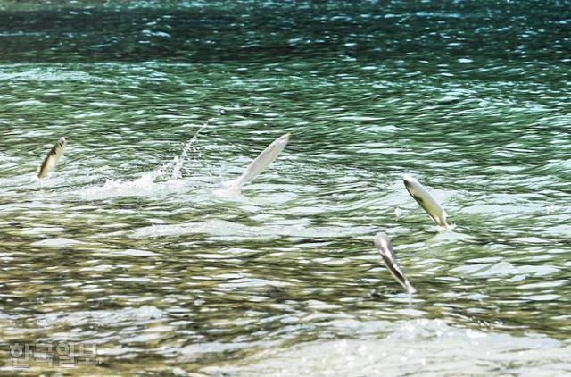영산도 옥빛 바다에서 숭어가 경쟁하듯 수면 위로 뛰어오르고 있다.