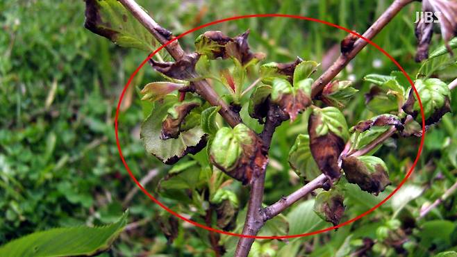 빗자루병에 감염된 벚나무 (사진, 국립산림과학원 난대·아열대산림연구소)