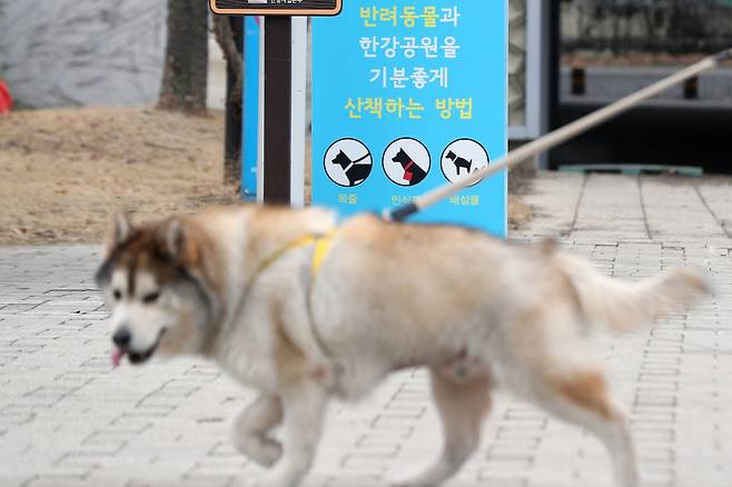 한 강아지가 한강공원에서 걷고 있는 모습. 뉴스1 ※기사 내용과 직접적인 관련 없음