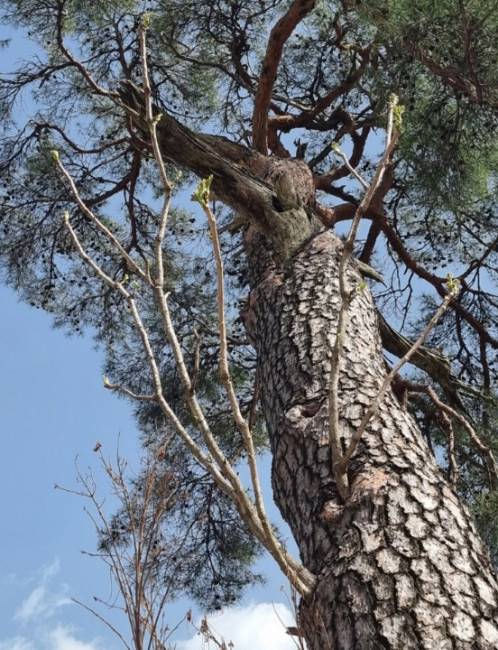 ▲ 홍천 화촌면 군업리 서낭당처럼 꾸며진 작은 신당 옆, 100년 가까이 된 소나무에 두릅나무가 자라 눈길을 끌고 있다. 유승현&nbsp;