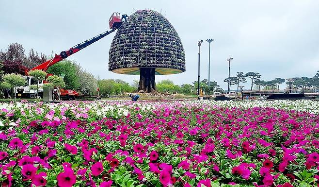 함평군이 제26회 함평 나비대축제 개막을 앞두고 웨이브사피니아 4000본으로 꾸민 대형 꽃탑을 제작하고 있다. 함평군 제