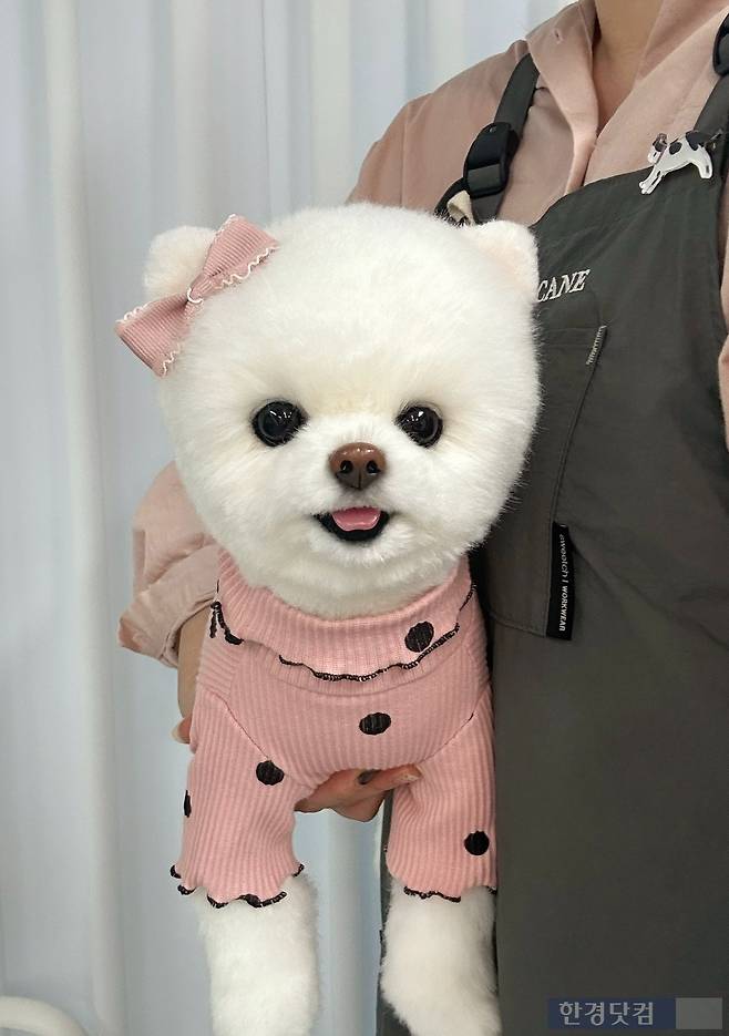 강 씨의 작품. 실제 동물이 아닌 인형이다. /사진=오미오까네 제공
