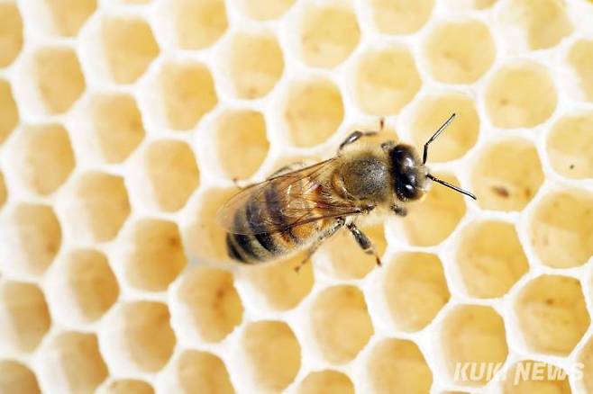 사진=박효상 기자