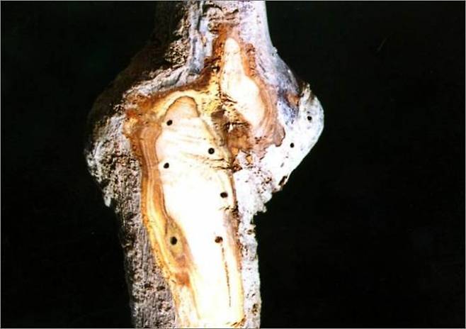 '나무좀'에 감염된 복숭아나무. 경북도 제공 