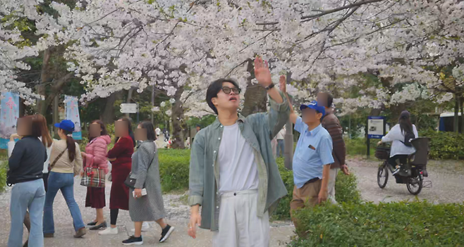 벚나무를 구경하고 있다 / 사진=김혜성 여행+ 기자