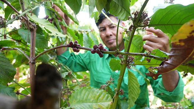 베트남의 커피 원두 재배 농가 [사진 제공:연합뉴스]