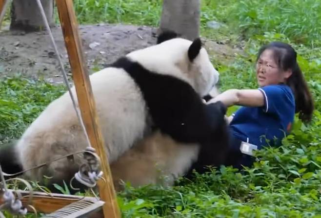 지난 23일(현지시간) 중국 충칭동물원에서 야외 사육장으로 나온 판다 두 마리가 먹이를 주던 사육사에게 달려드는 모습. 웨이보 갈무리