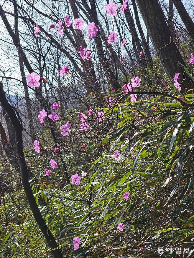 대둔산 진달래.
