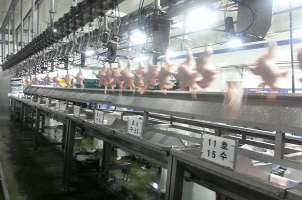 생닭을 중량별로 선별하는 모습/사진=축산물품질평가원