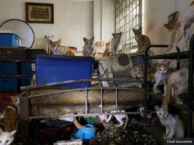 아파트에 고양이 43마리 수개월 방치한 싱가포르 남성 구류형을 선고받았다./투데이온라인 홈페이지