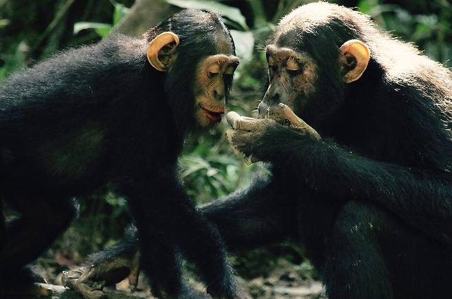 우간다 부동고 숲에서 진흙을 먹는 침팬지들. 숲이 농경지로 바뀌면서 미네랄을 제공하던 야자나무가 사라지자 침팬지들은 진흙과 박쥐 배설물까지 먹었다./영국 세인트 앤드루스대
