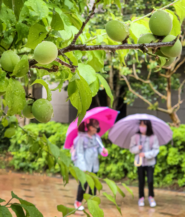 부산지역에 비가 내린 29일 매실열매가 맺힌 매화나무 아래로 우산을 쓴 어린이들이 등굣길에 나서고 있다. 김동하 기자