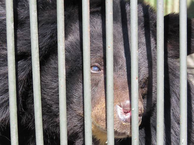 전남 나주의 곰 농장에 갇힌 반달가슴곰 [곰보금자리프로젝트 제공]