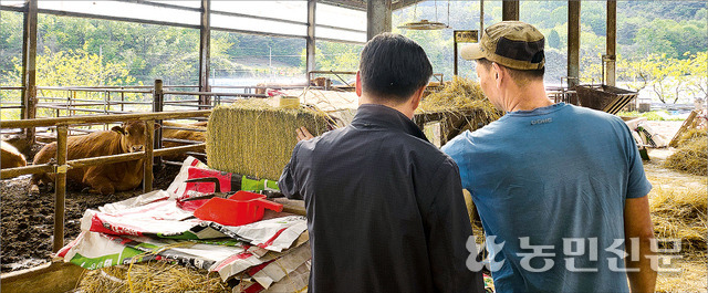 경북 칠곡의 한 한우 사육농가에서 농장주(오른쪽)가 수입 건초를 살펴보고 있다.