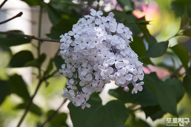 하얀색라일락꽃
