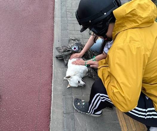 705특공연대 2대대 소속 변윤섭 중사가 로드킬된 강아지에게 자신의 군복을 덮어준 모습. 육전대 게시글 캡처.