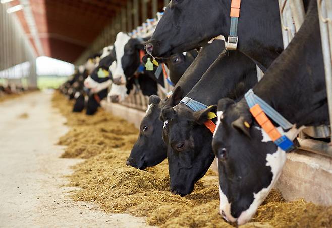 국산 우유 시장은 수입산 멸균유, 유제품으로 인해 위축되고 있다. 사진은 국내의 한 농가. [우유자조금]