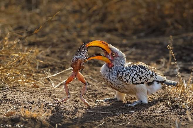 노랑부리 코뿔새가 개구리를 잡아먹기 직전의 모습./Africa Geographic