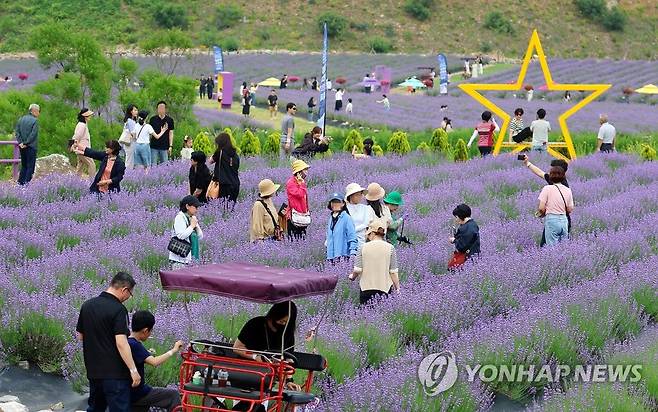 폐광지의 보랏빛 변신…동해 라벤더 축제 [연합뉴스 자료사진]