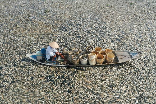 지난 30일 베트남 남쪽 동나이 지역 호수에 재개발과 계속되는 폭염으로 말라 죽은 물고기 떼가 가득차 있다.  /AFP 연합뉴스