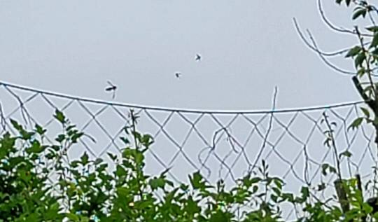 세종시 일원에 출몰한 러브버그 모습. 독자 제공