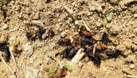 러브버그 사체  모습. 독자 제공