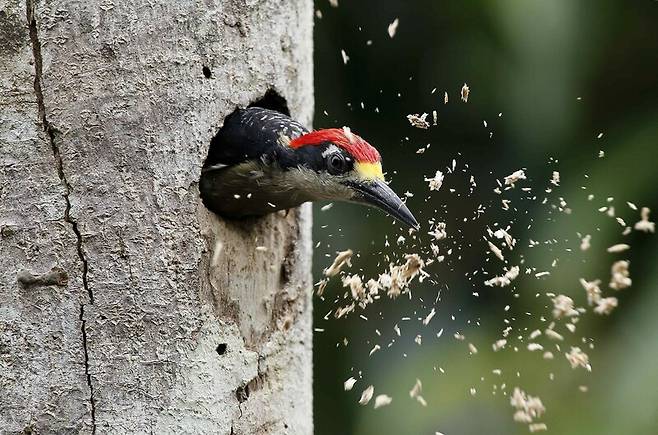 코스타리카 리몬 주의 한 숲에서 딱따구리가 나무 둥지를 만들고 있다. 나무 조각은 땅에 떨어져 토양의 질을 높이고 숲을 무성하게 한다. EPA 연합뉴스